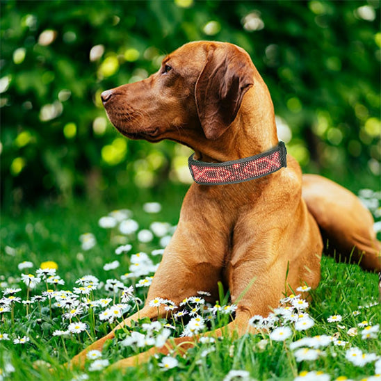 Collier lumineux chien | GraffiCollar™