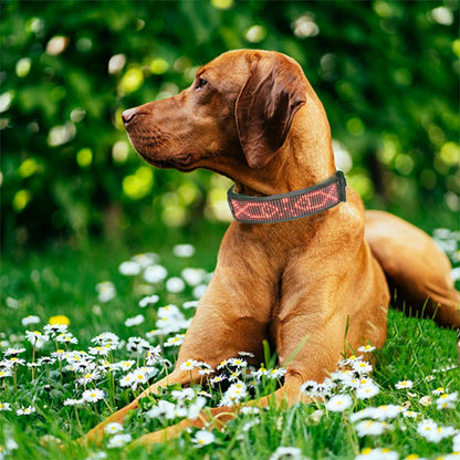 Collier lumineux chien | GraffiCollar™
