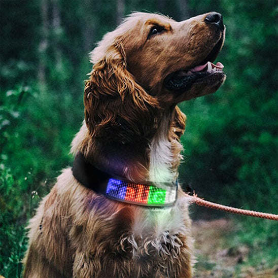 Collier lumineux chien | GraffiCollar™