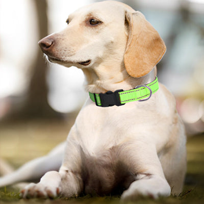 Collier pour Chien-Reflecto™