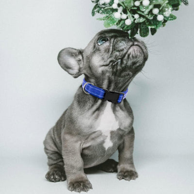 Collier pour Chien-Reflecto™
