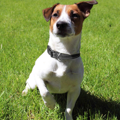 Collier pour Chien-Reflecto™
