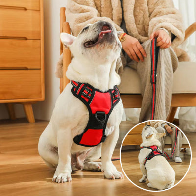 chien bouledogue francais tenu en laisse avec un harnais rouge 