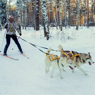 2 husky tirant une personne en ski 