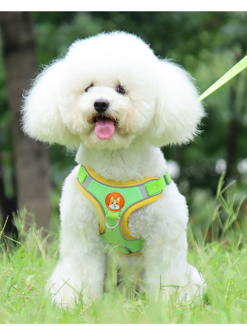 Harnais chien | EnsemblePawsFit™