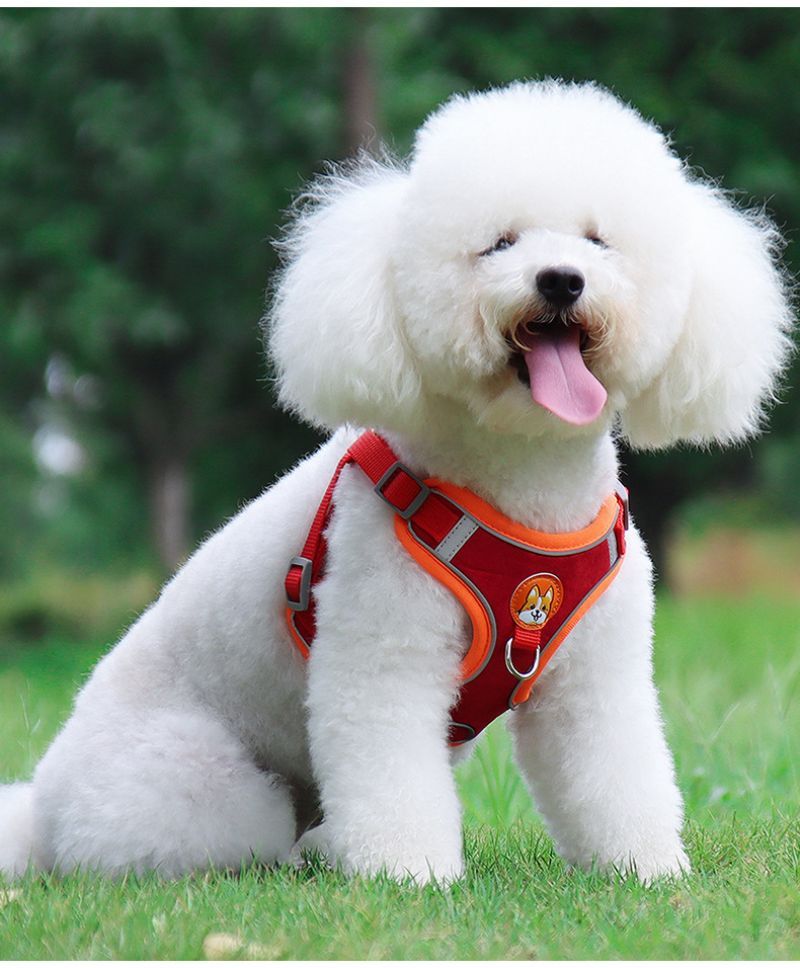 Harnais chien | EnsemblePawsFit™