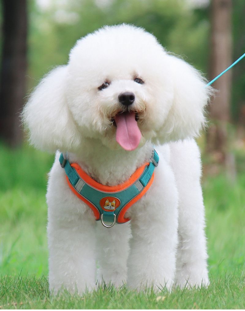Harnais chien | EnsemblePawsFit™