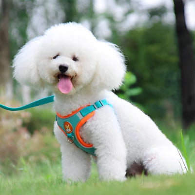 Harnais chien-Ensemble PawsFit™ TURQUOISE