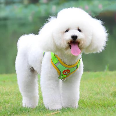 Harnais chien-Ensemble PawsFit™VERT