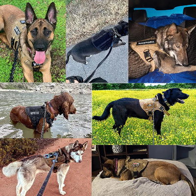 Harnais pour chien-Ensemble EliteK9™