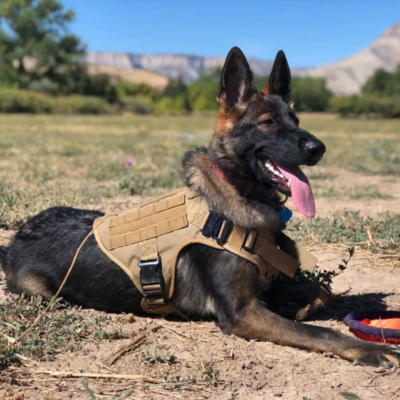 Harnais pour chien-Ensemble EliteK9™