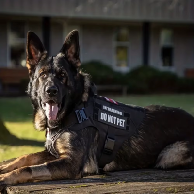 Harnais pour chien-Ensemble EliteK9™