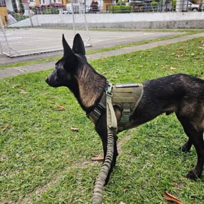 Harnais pour chien | Ensemble EliteK9™
