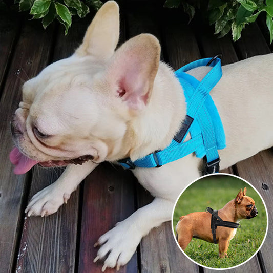 CHIEN BOULEDOGUE FRANCAIS AVEC DEUX MODELE DIFFFERENT DE HARNAIS