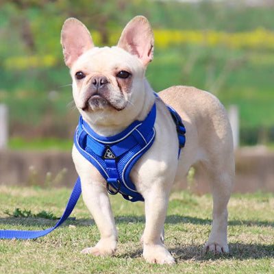 BOULEDOGUE FRANCAIS EN MARCHE EN LAISSE AVEC SON HARNAIS BLEU