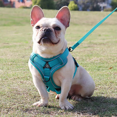 BOULEDOGUE FRANCAIS EN MARCHE EN LAISSE AVEC SON HARNAIS CYAN