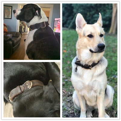 Collier chien-CUIR