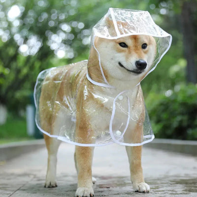 SHIBA INU AVEC IMPERMEABLE POUR CHIEN TRANSPARENT