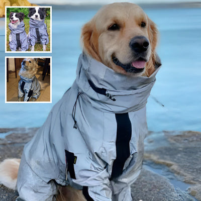 Golden retriever qui porte un impermeable  pour chien gris avec sécurité réfléchissante pour promenade  NOCTURNE