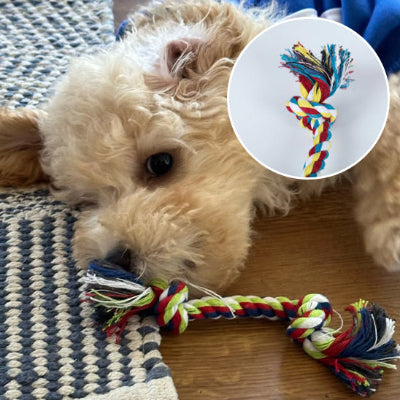 petit chien couche sur un tapis bleu et blanc avec son jouet a macher en corde multicolore