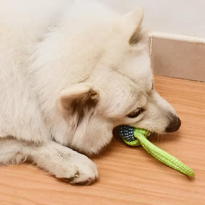 Jouet pour chien