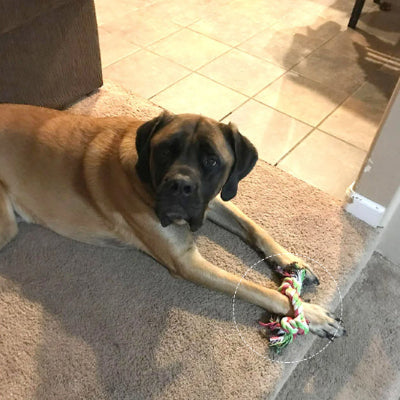Jouet pour chien-WoofTwist™