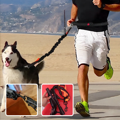 chien husky avec son maitre pratiquantle caicross