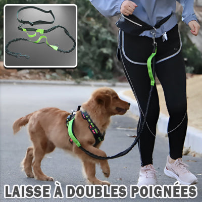 chien retenu par un collier et laisse de canicross de couleur verte