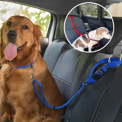 Chien golden retriever dans une voiture assis sur le siege arriere avec un collier et une laisse rouge