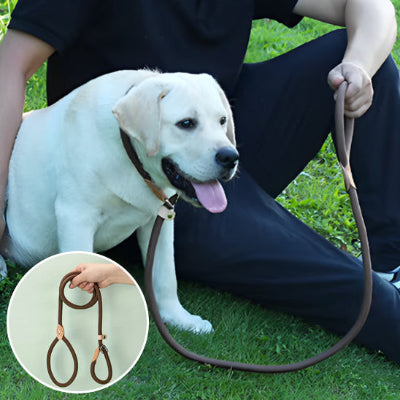 chien labrador blond assis dans le gazon au cote de son maitre