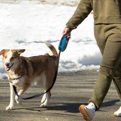 Laisse pour chien rétractable bleue
