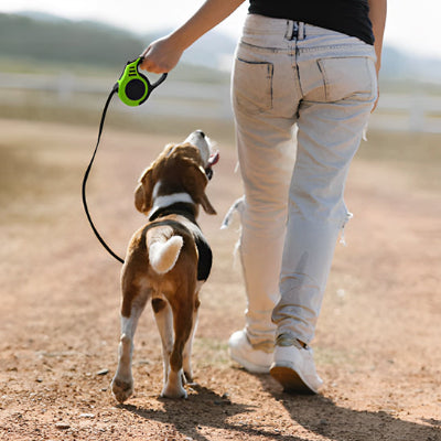 Laisse pour chien rétractable verte