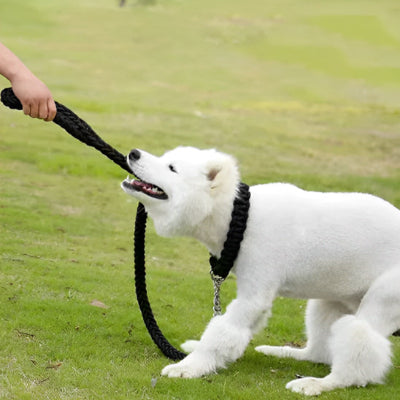 Chien blanc qui mord une laisse tresse