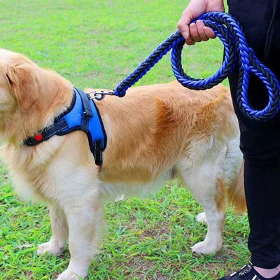 chien blond avec un harnais et une laisse bleu en promenade