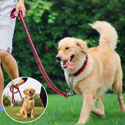 golden retriever se promenant en laisse rouge et noir avec son maitre