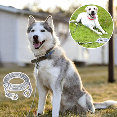 chien labrador et husky tenu par une laisse de metal