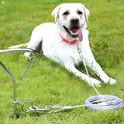 labrador blond couche dans l'herbe avec un collier rouge et une laisse de metal de couleur grise 