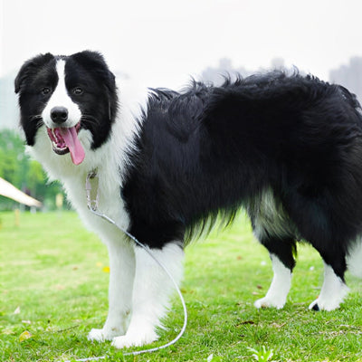 Longe pour chien-IronLeash™