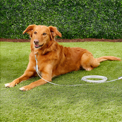 Longe pour chien-IronLeash™