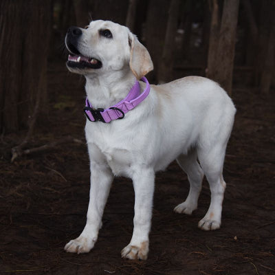 Collier chien-Majestic K9 MAUVE