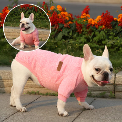 BOULEDOGUE FRANCAIS MARCAHNT SUR LE TROTTOIR VETU DE SON CHANDAIL ROSE