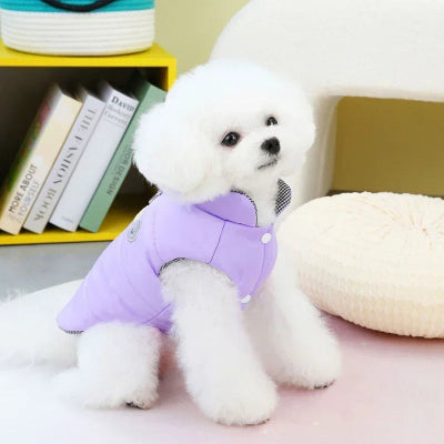 CANICHE BLANC HABILLE D'UN MANTEAU D'HIVER anti-froid pour promenade en extérieur DE COULEUR VIOLET 