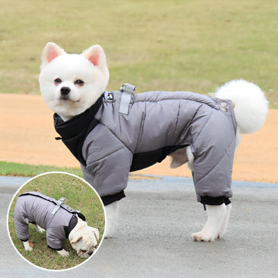 SPITZ AVEC SON MANTEAU D'HIVER GRIS ET NOIR LORS D'UNE BALADE