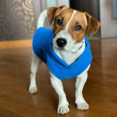 Jack Russel avec pull chien bleu ultra doux et chaud