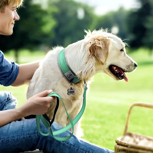 Collier pour chien turquoise