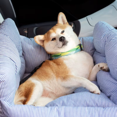SIEGE AUTO CHIEN-BLEU