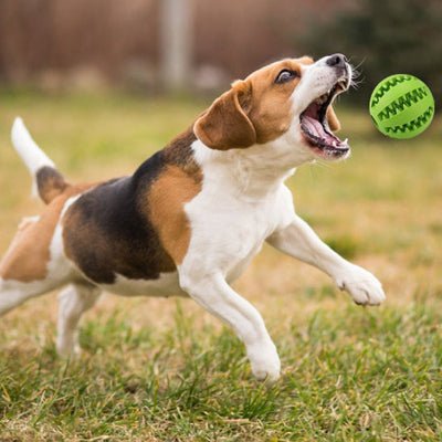 Balle pour chien-TreatBall™