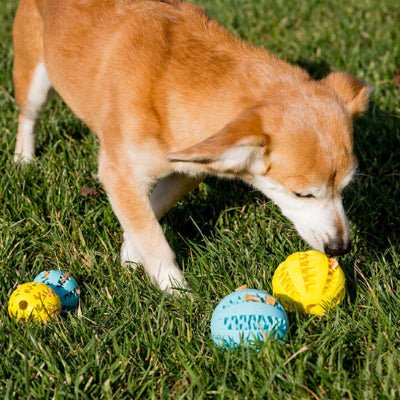 Balle pour chien-TreatBall™