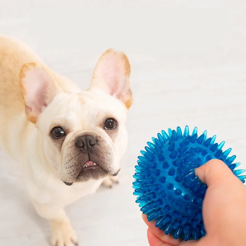 bouledogue francais qui attend de jouer avec sa balle bleue