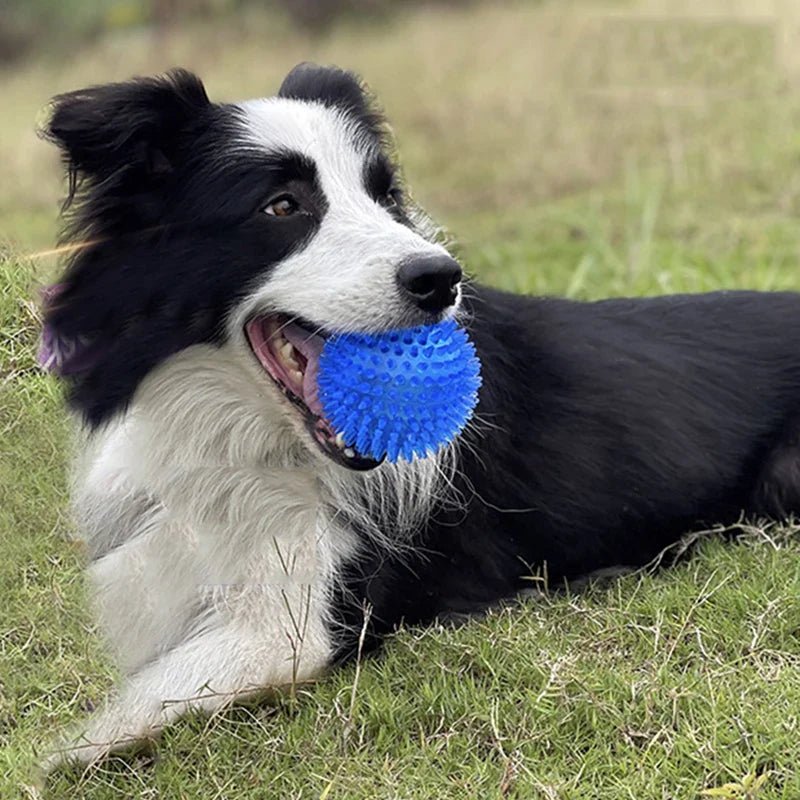 chien collie couche dans l'herbe avec sa balle bleue